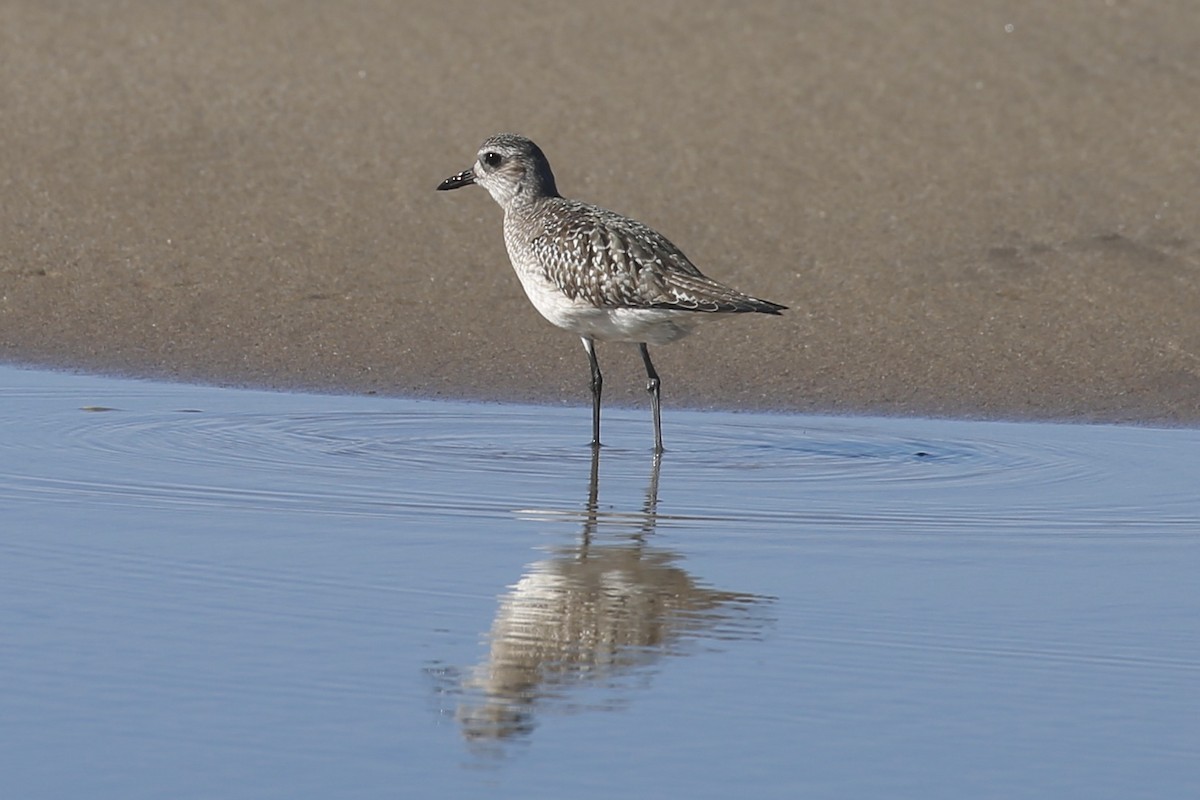 Black-bellied Plover - ML280647991