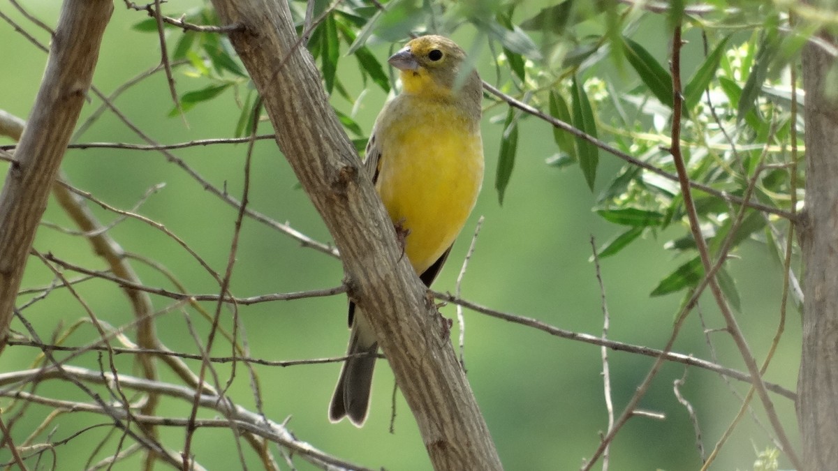 Grassland Yellow-Finch - ML280648621