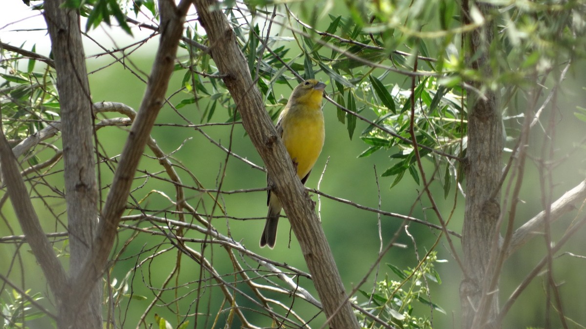 Grassland Yellow-Finch - Matheus Janoto