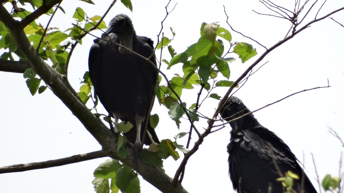 Black Vulture - ML280648981