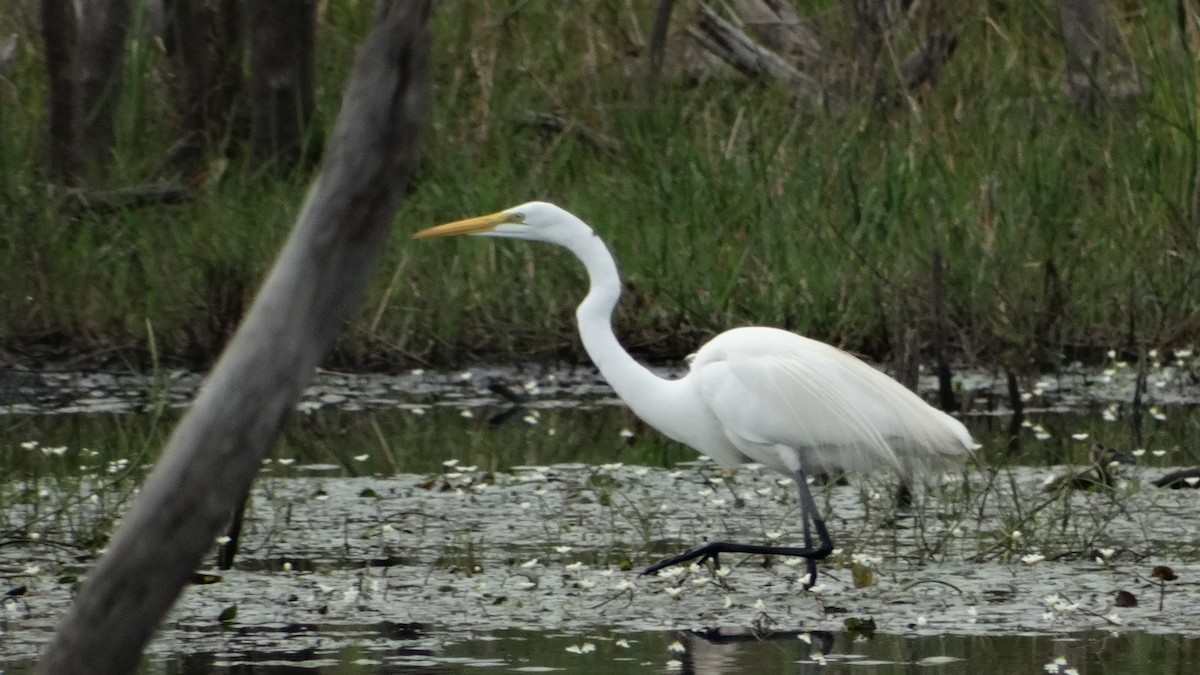 Great Egret - ML280649061