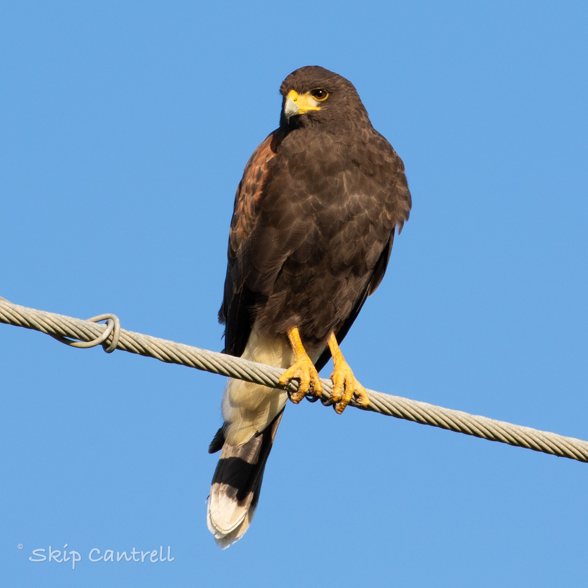 Harris's Hawk - ML280649361