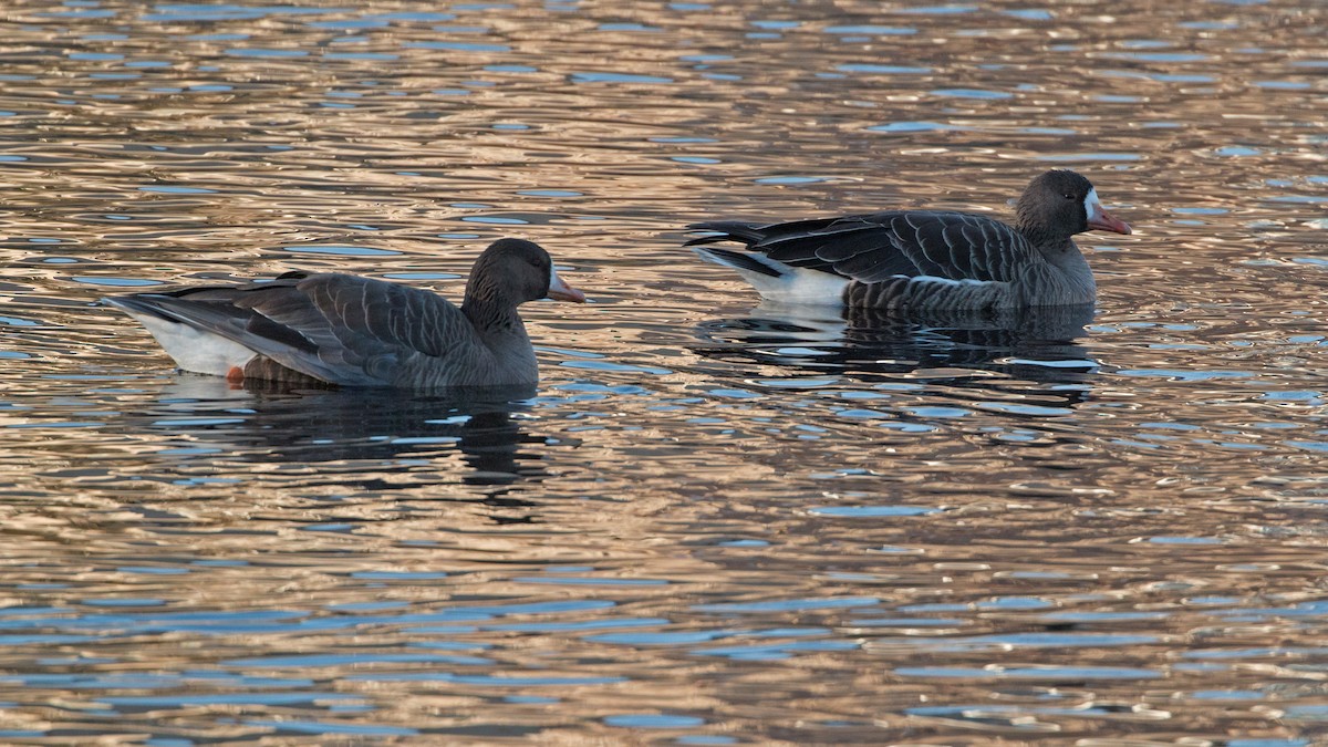 Greater White-fronted Goose - ML280649981