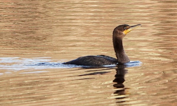 Cormoran à aigrettes - ML280652171