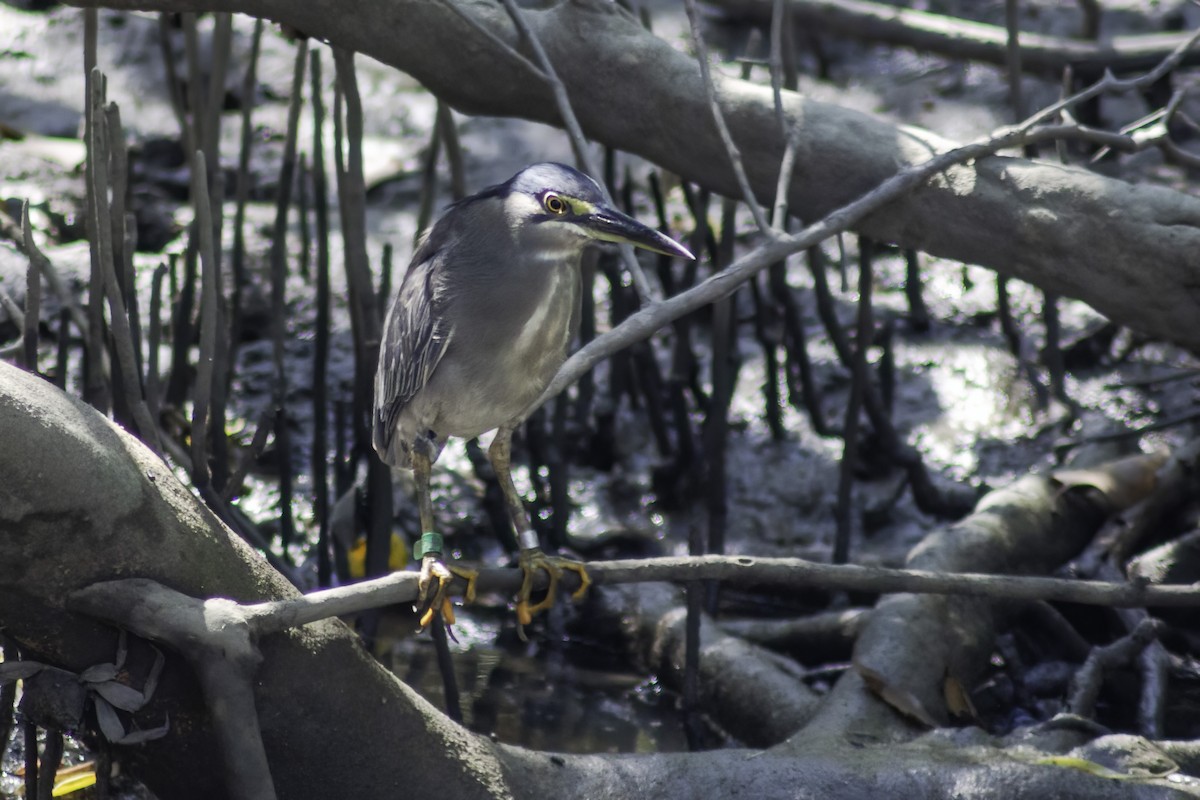 Striated Heron - ML280652341