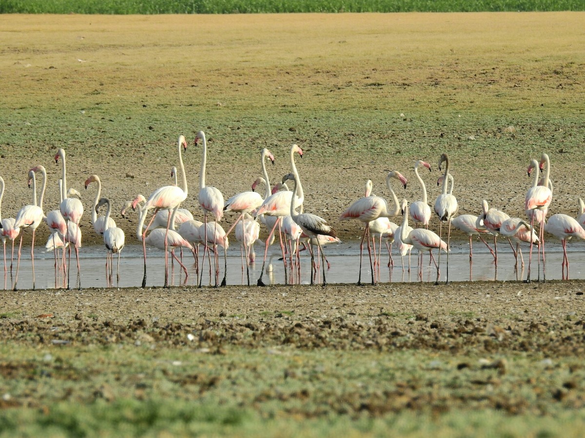 Greater Flamingo - Ashish Babre