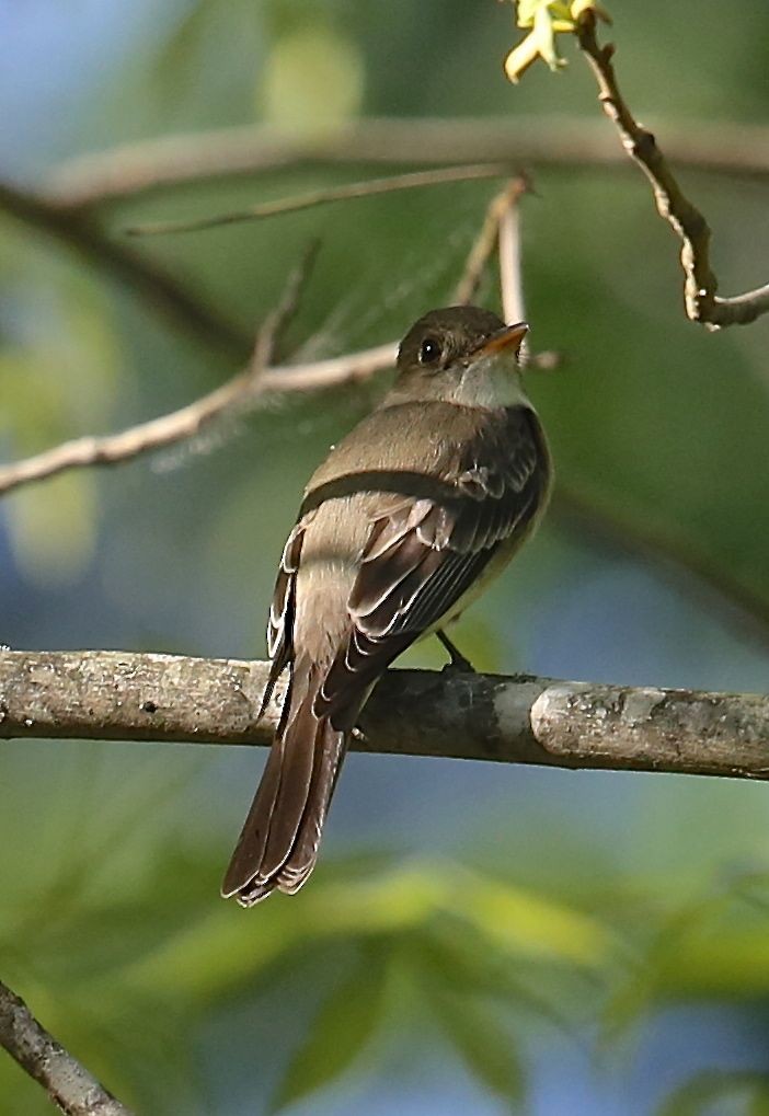 Alder Flycatcher - ML28065391