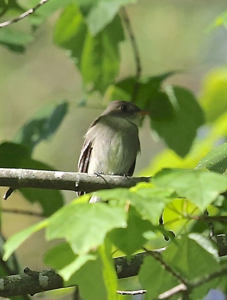 Alder Flycatcher - ML28065401