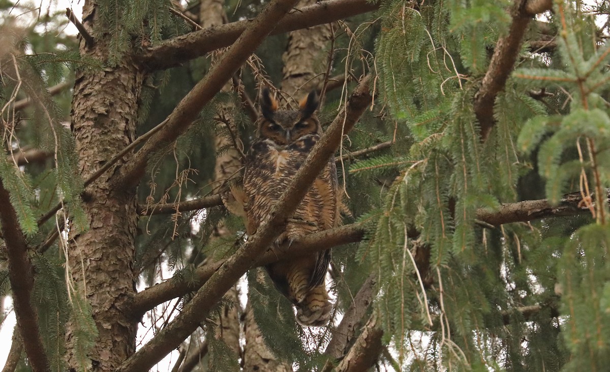 Great Horned Owl - ML280654211