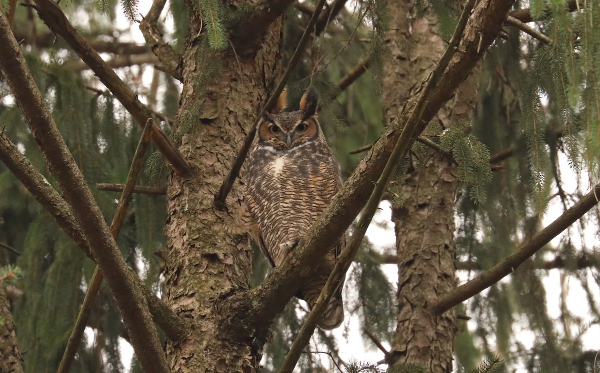 Great Horned Owl - ML280654221