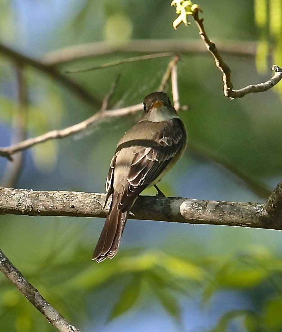 Alder Flycatcher - ML28065431