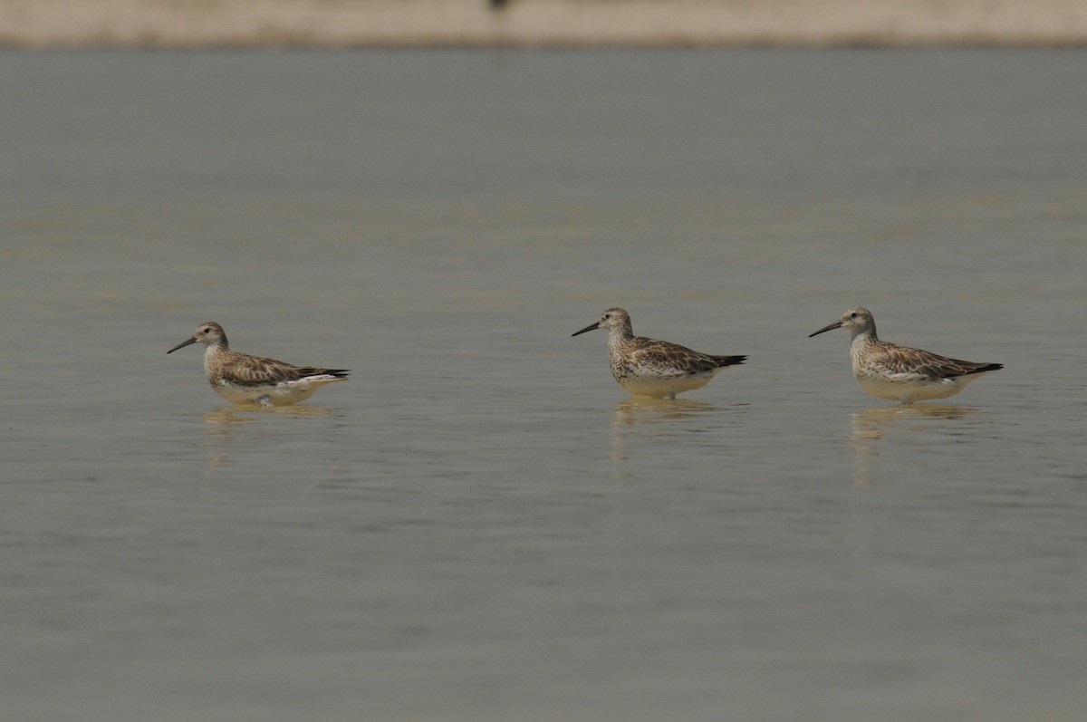 Great Knot - ML280656501