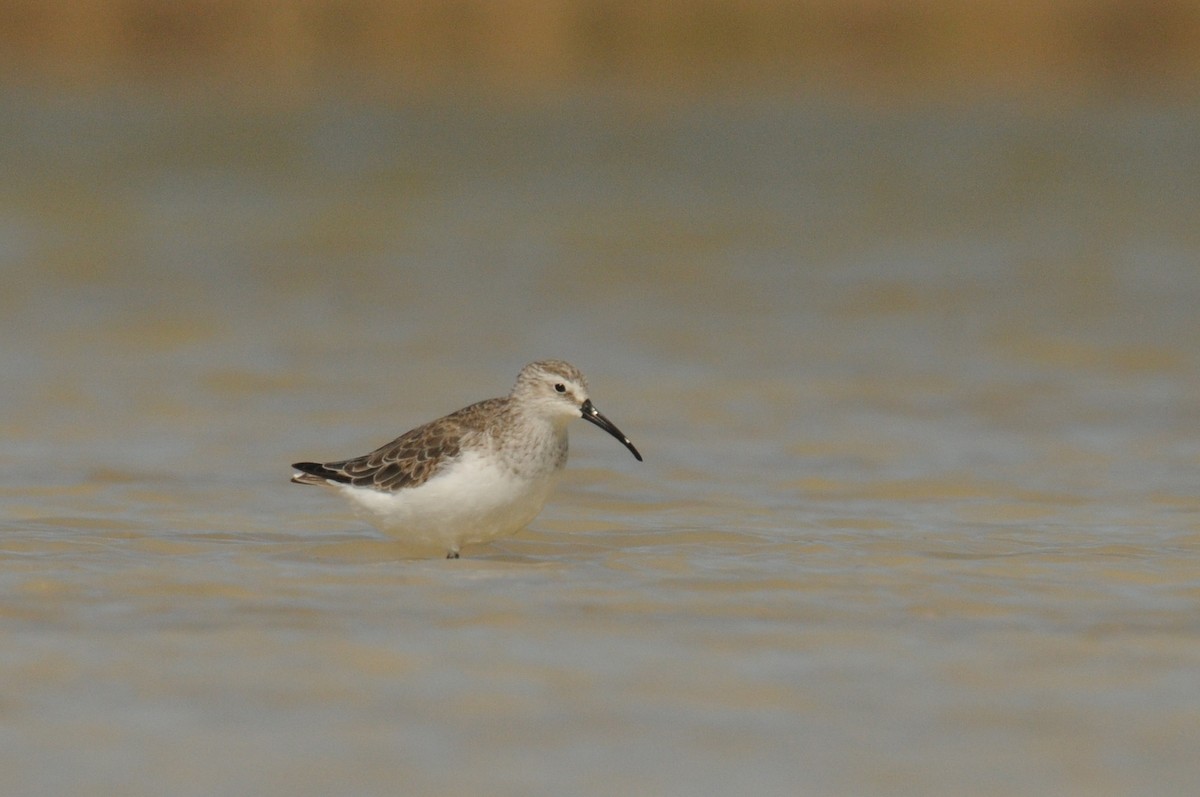 Curlew Sandpiper - ML280656511