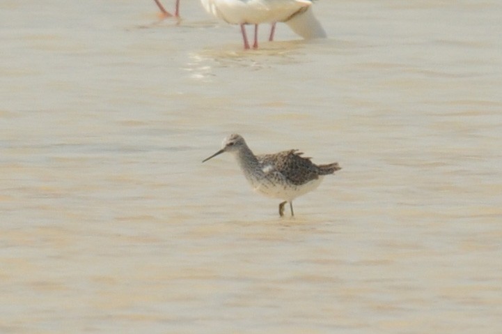 Marsh Sandpiper - ML280656591