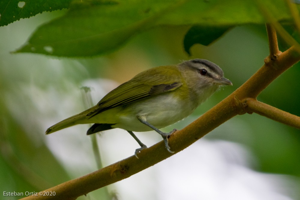 Vireo occhirossi - ML280656781