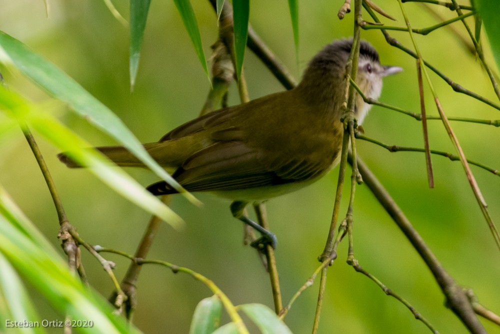 Vireo occhirossi - ML280656971