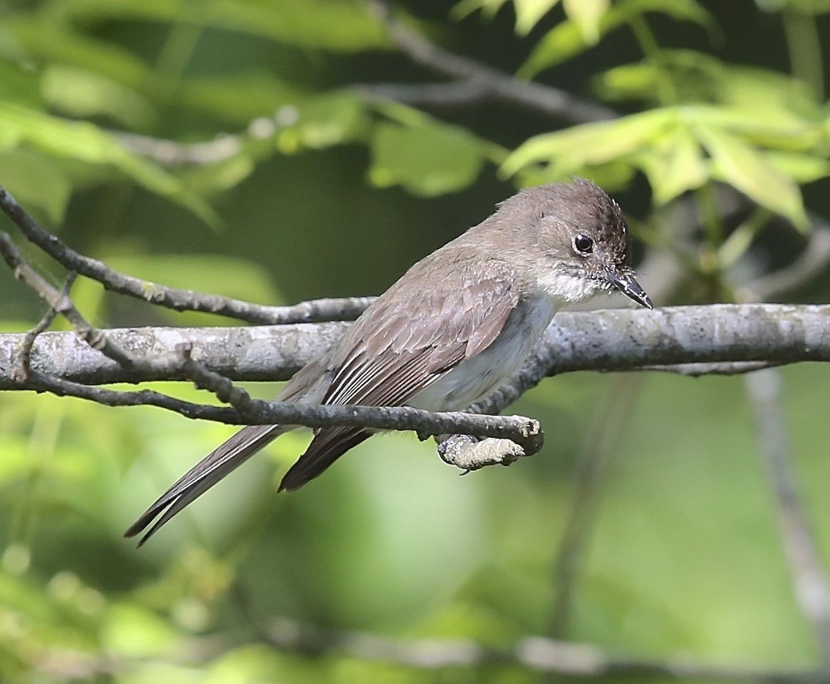 Eastern Phoebe - ML28065771