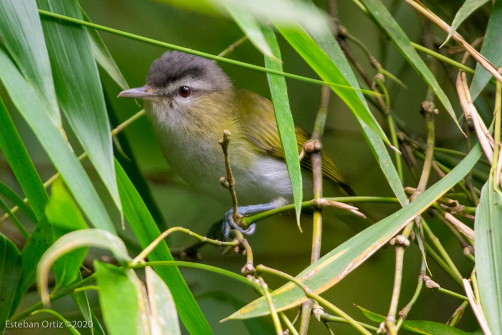 Vireo occhirossi - ML280658411