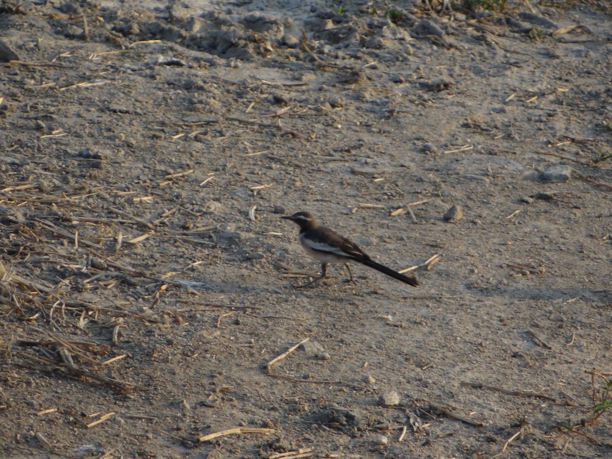 White-browed Wagtail - ML28066111