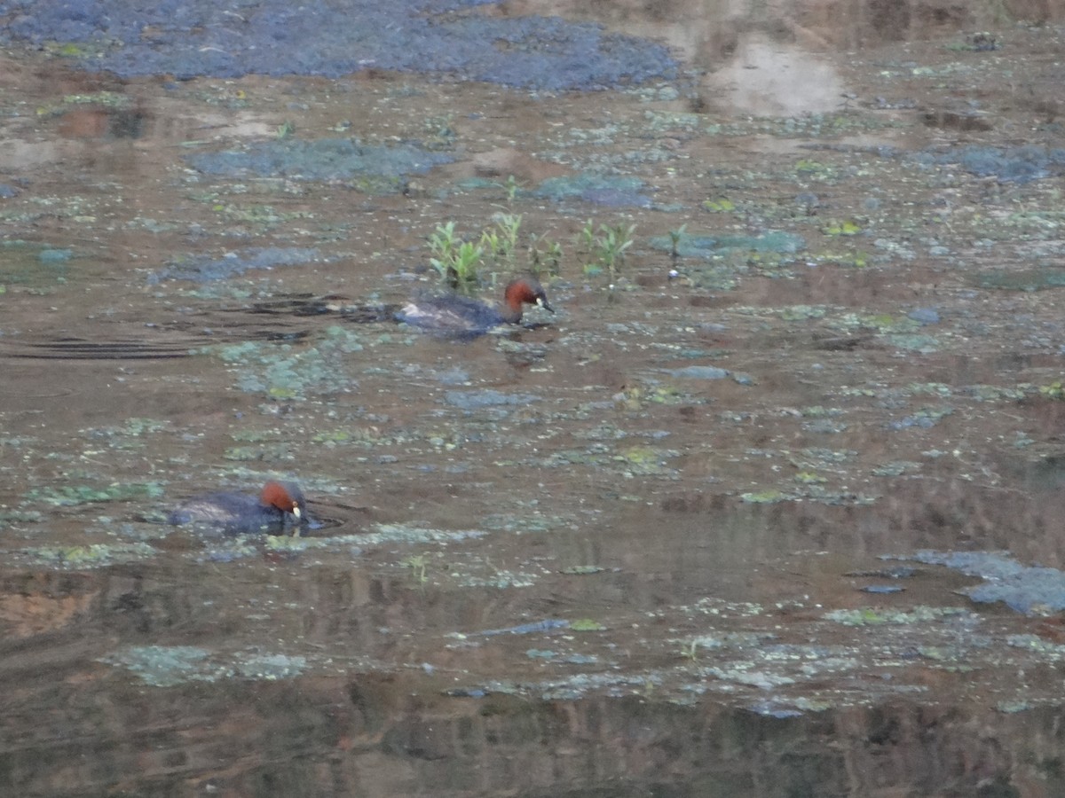 Little Grebe - ML28066161