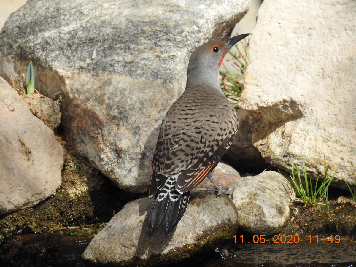 Northern Flicker - ML280661941