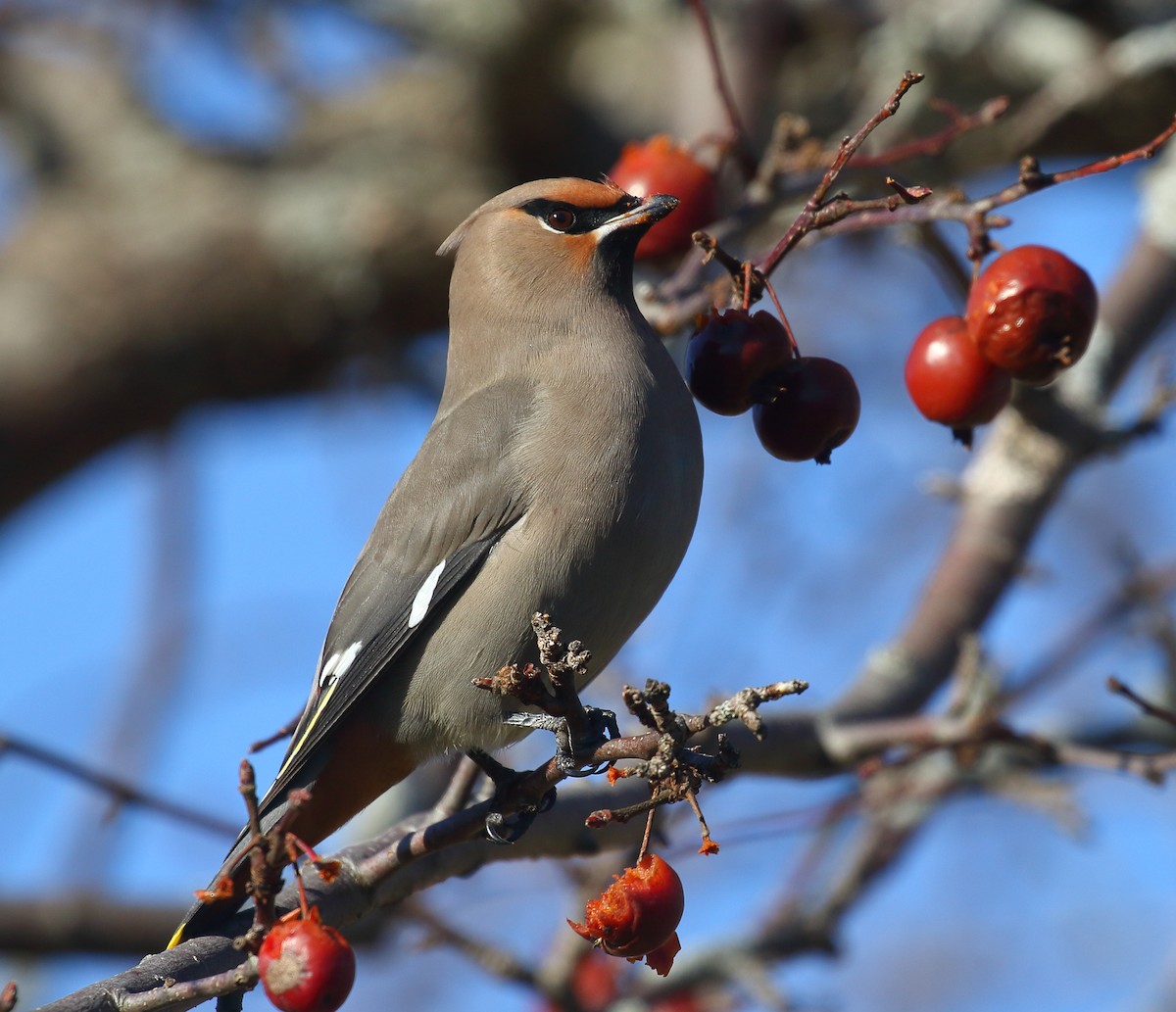 Bohemian Waxwing - Charlie Trapani