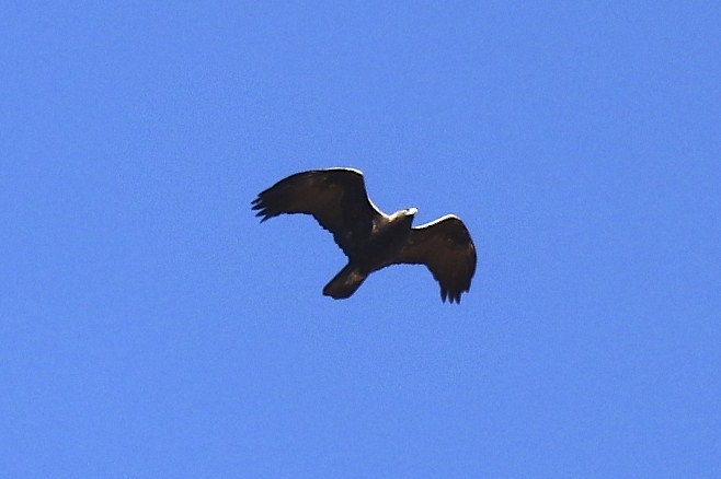 Golden Eagle - robert bowker