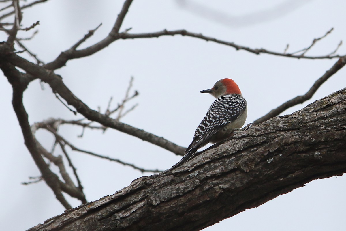 Red-bellied Woodpecker - ML280662611