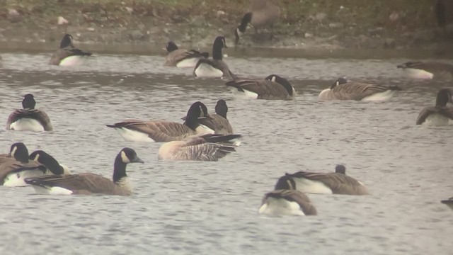 Pink-footed Goose - ML280664571