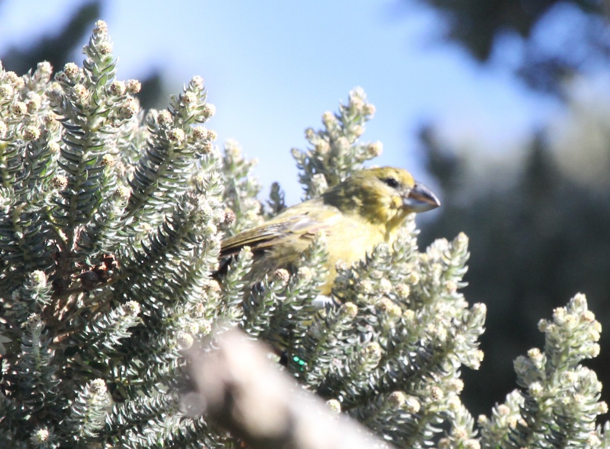 Wilkins's Finch - ML28066531