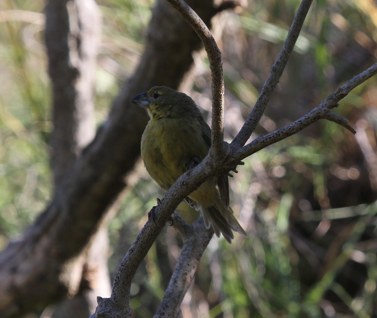 Wilkins's Finch - ML28066541