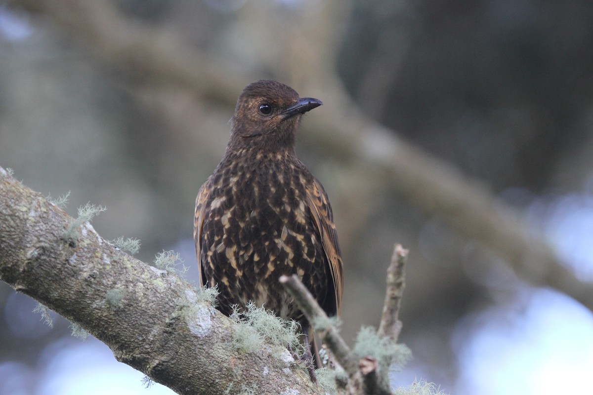 Tristan Thrush - ML28066581