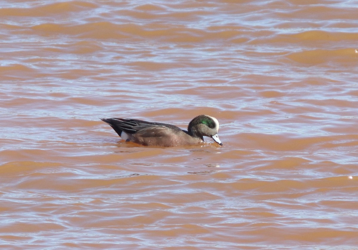 American Wigeon - Andre Moncrieff