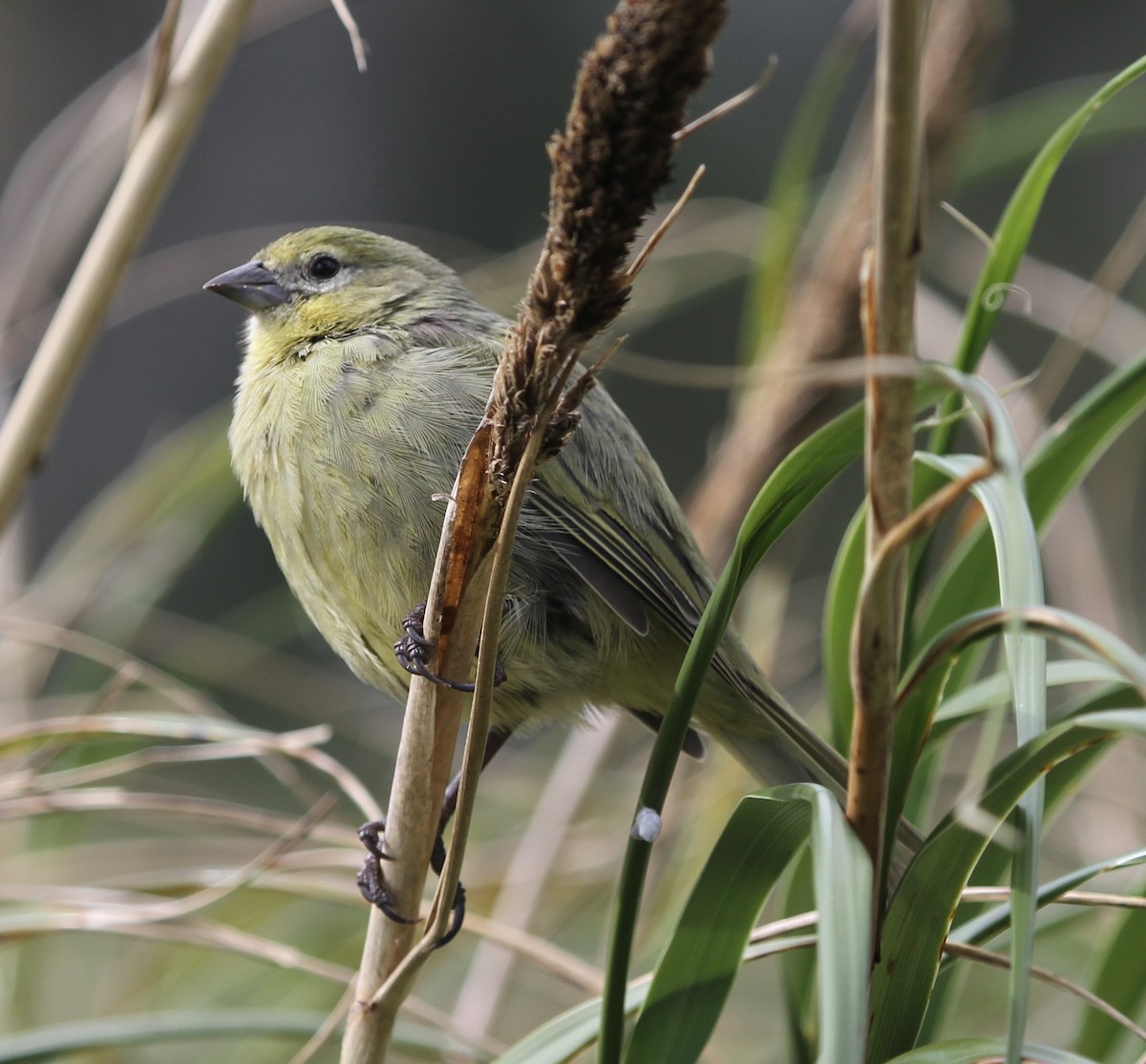 Nightingale Island Finch - ML28066621