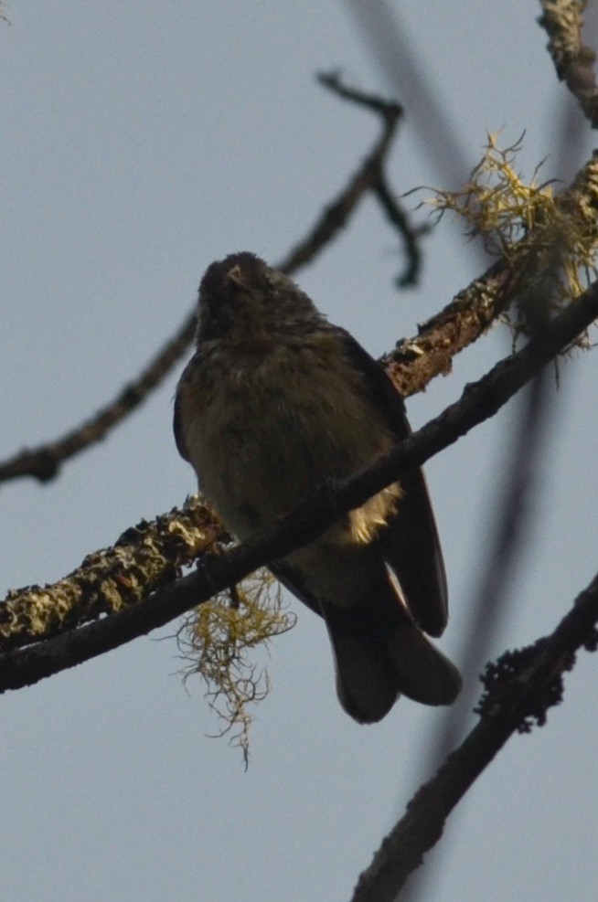 Cape May Warbler - ML280666241