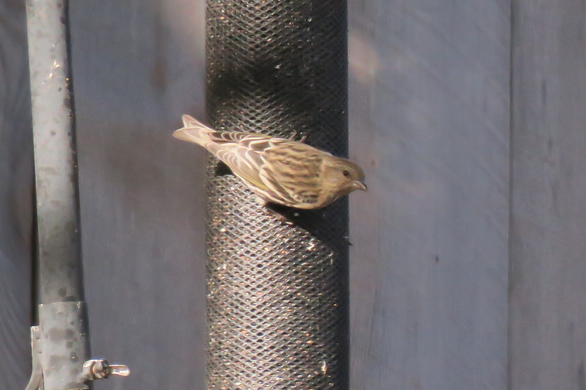 Pine Siskin - Bunkie Mangum