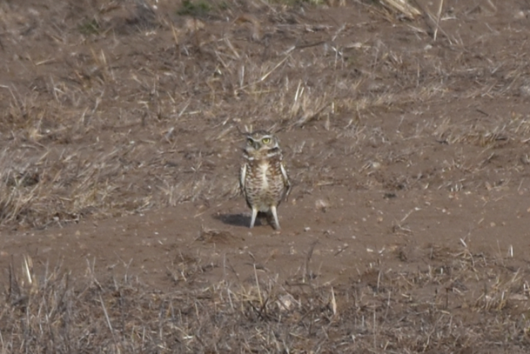 Burrowing Owl - ML280668561