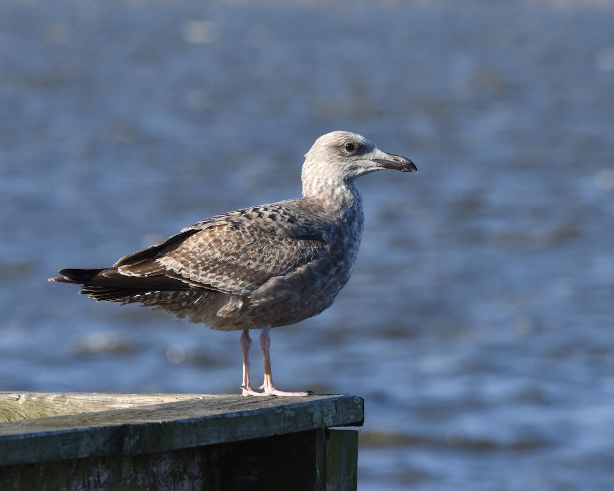 Herring Gull (American) - ML280669081