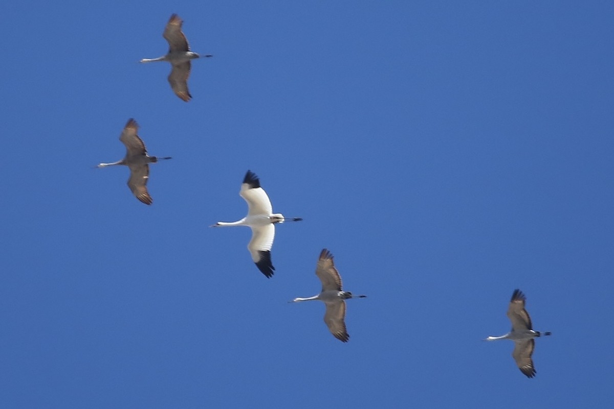 Whooping Crane - ML28066911