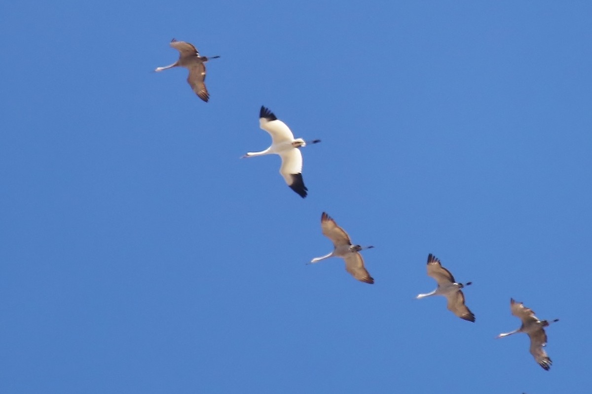 Whooping Crane - ML28066921