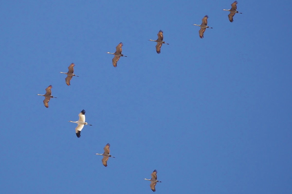 Whooping Crane - ML28066941