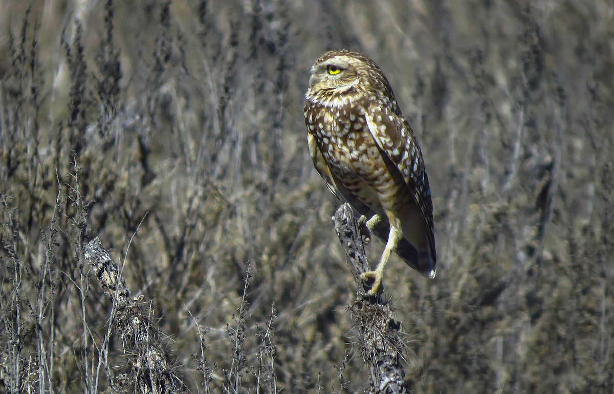 Burrowing Owl - ML280669411