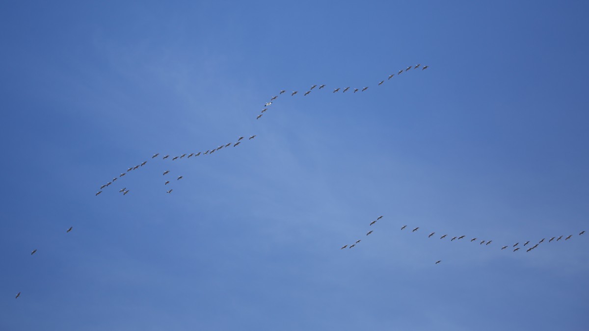 Whooping Crane - ML28066971