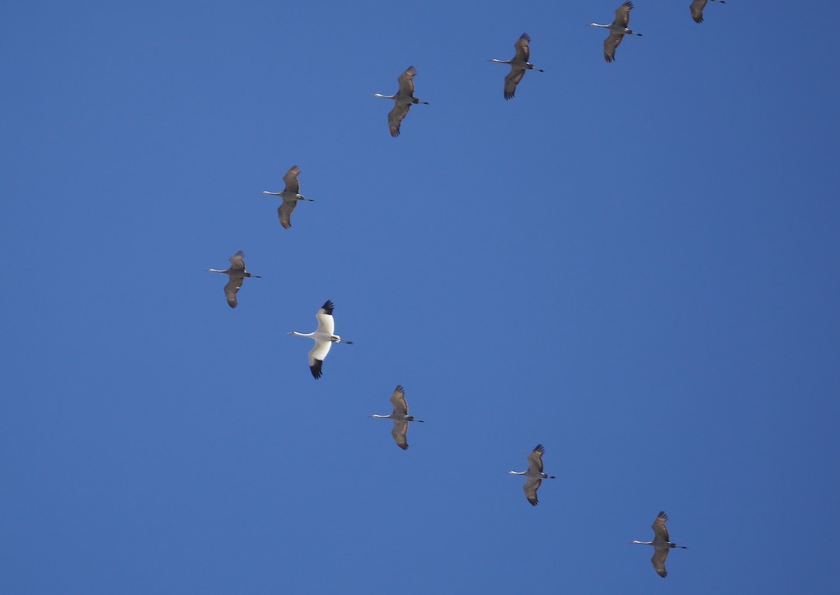 Whooping Crane - ML28066991