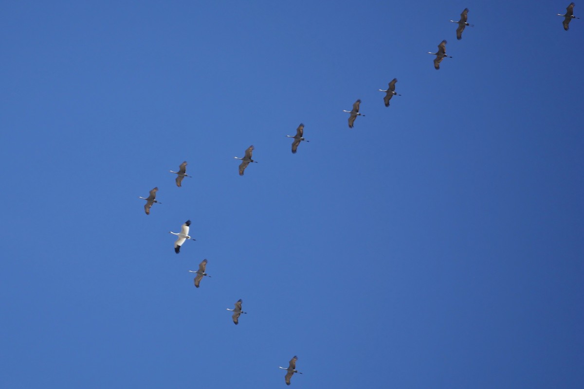 Whooping Crane - ML28067001