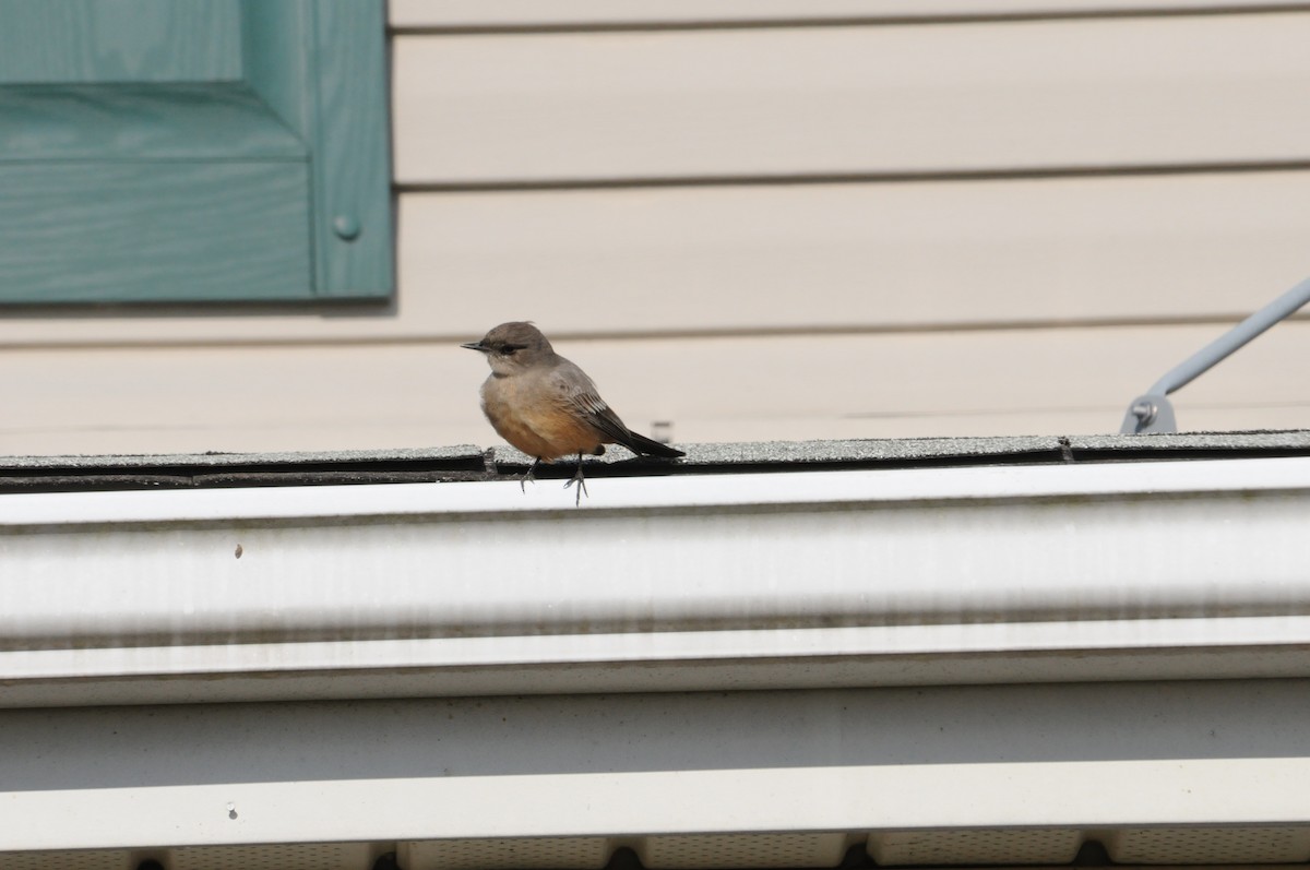 Say's Phoebe - Glenn Koppel