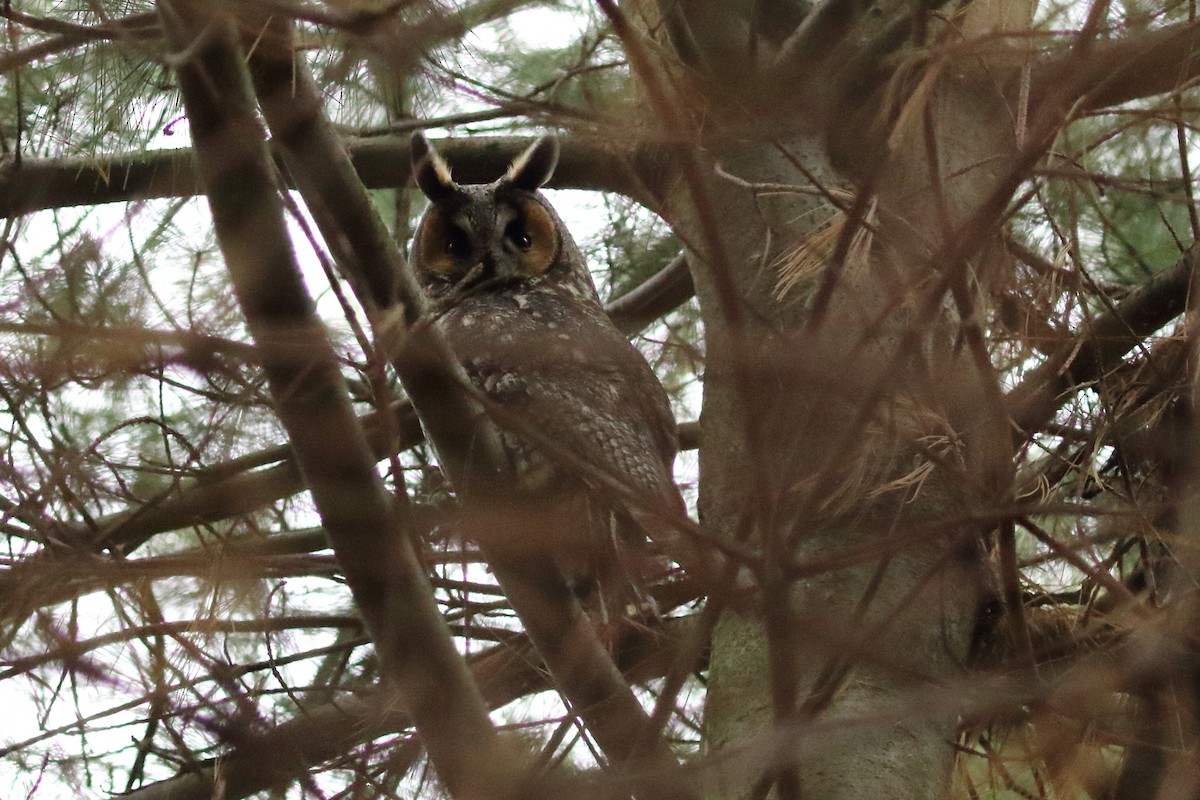Long-eared Owl - ML280671281