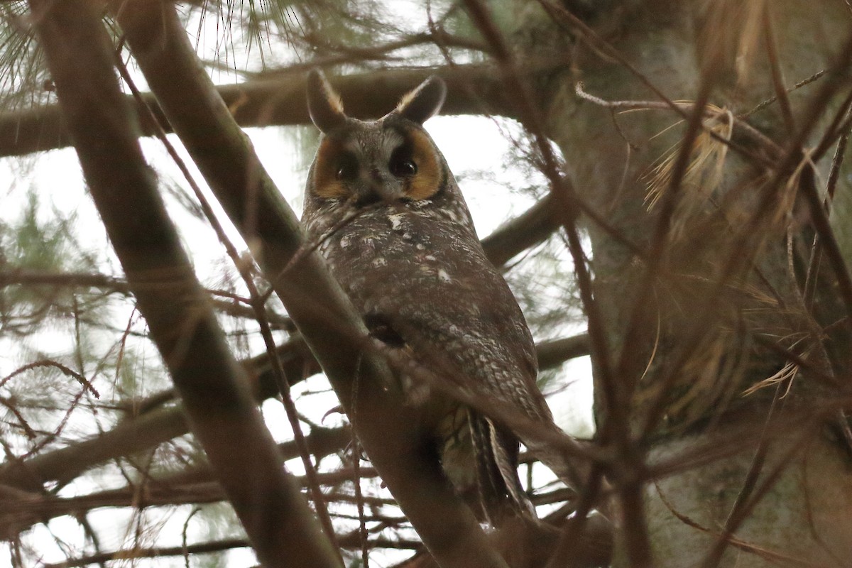 Long-eared Owl - ML280671301