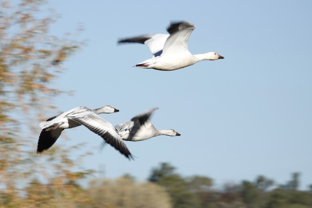 Snow Goose - ML280672121