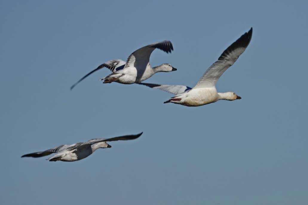 Snow Goose - ML280672131